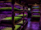 Microgreens im dunklen Keller anbauen: Setup und Beleuchtung