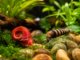 Schnecken fürs Aquarium züchten: Posthorn- und Turmdeckelschnecken
