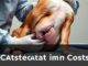 Was kostet eine Kastration beim Hund?