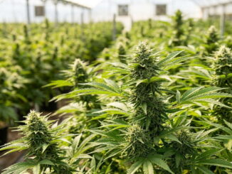cbd anbau